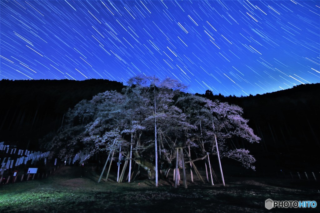 薄墨夜桜