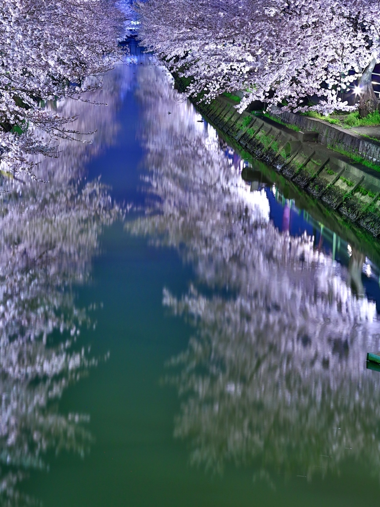 桜の中へ