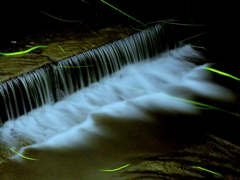 川の流れ蛍の流れ