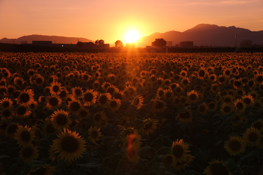 晩夏の夕陽