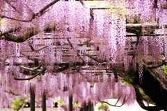 不安な、ためし撮り