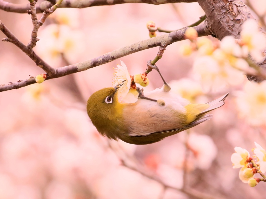 梅の香りに誘われて