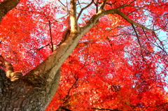 紅葉