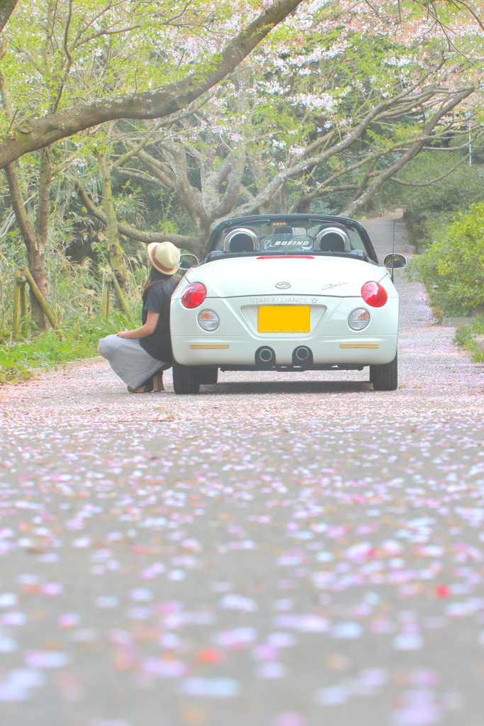 桜の絨毯道