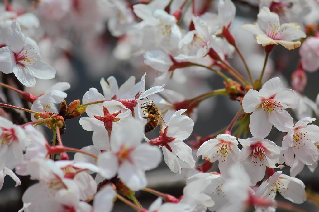 桜
