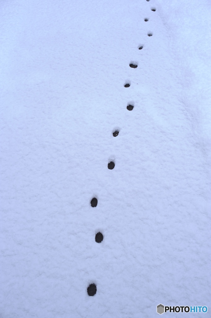 追跡捜査　奴はどこ行った