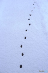 追跡捜査　奴はどこ行った