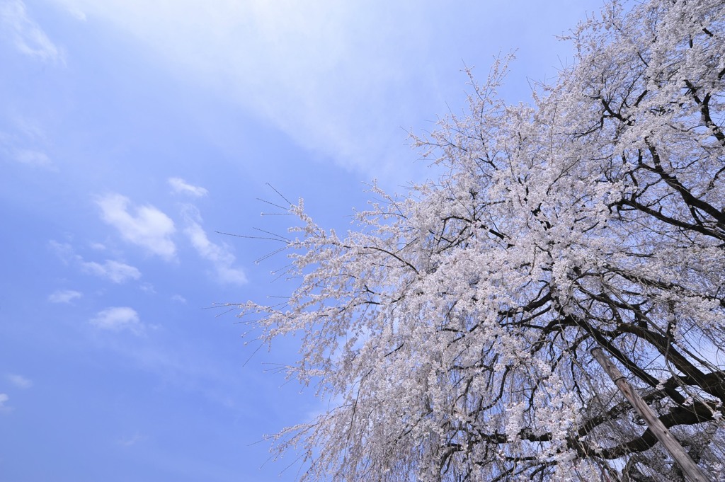 清雲寺しだれ桜