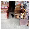 日本ネコ歩き