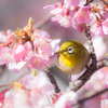 春の歌声