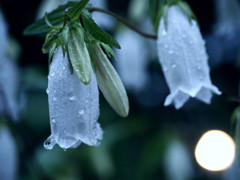 雨上がり