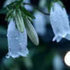 雨上がり