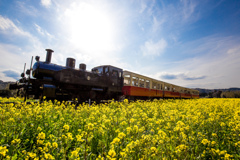 菜の花列車