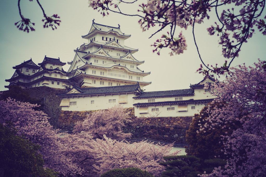 姫路城春景色