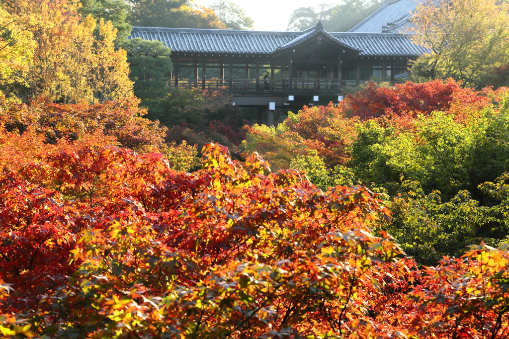 天の橋