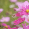 花粉、お持ちしました～！