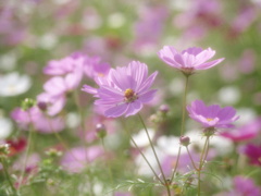 Bright flowers