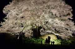 大きな桜の木の下で・・・