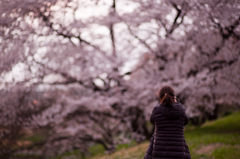 桜に立ち向かう