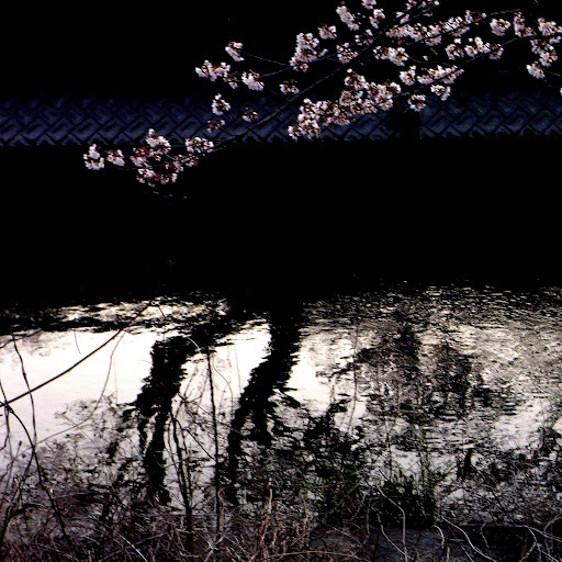 春、堤防にて。
