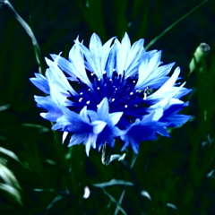 青い花