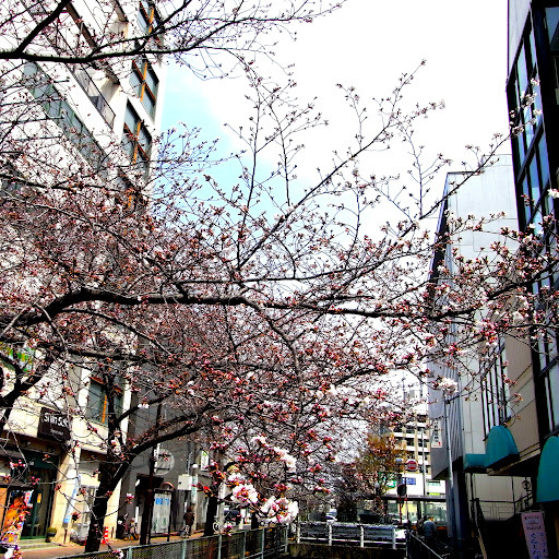 桜の街かど