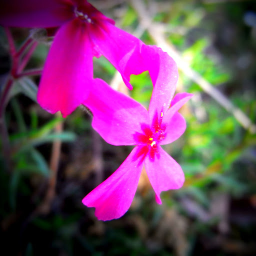ちいさき花♪