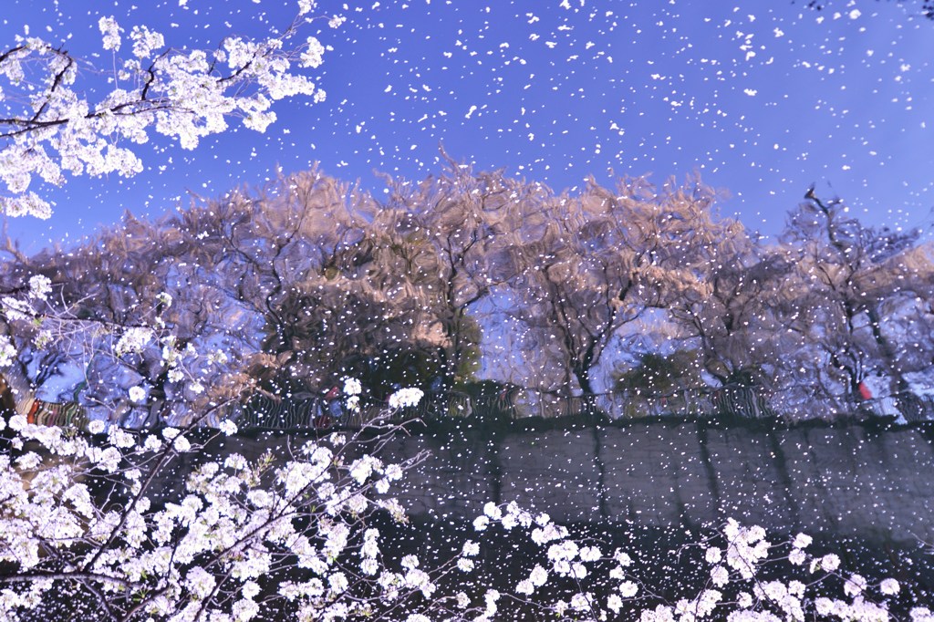 湖面に映る桜