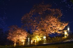 写り込む夜桜