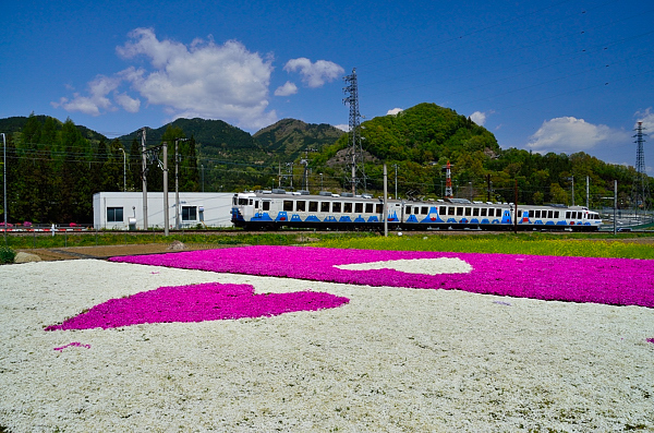 ハートの芝桜