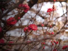 桜の横