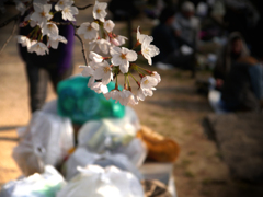 花見の賑わい…