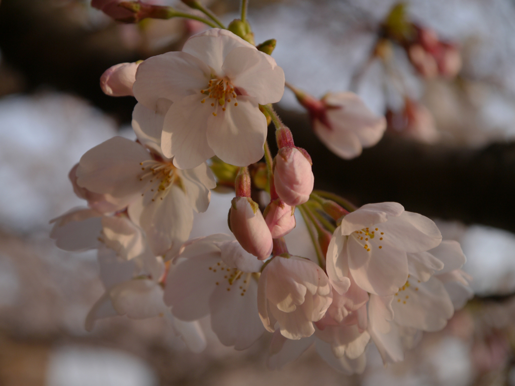 花見