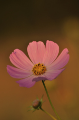 秋桜。。。