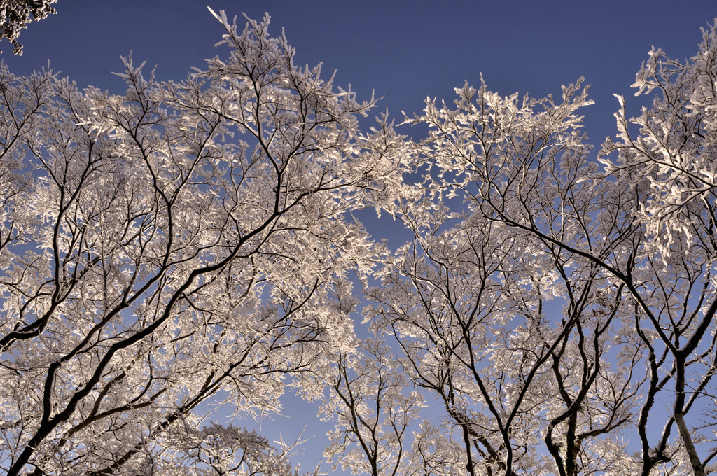 雪化粧１