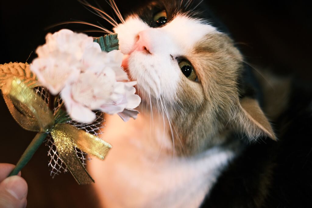 造花の桜をなめる猫