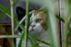 出迎えてくれる猫