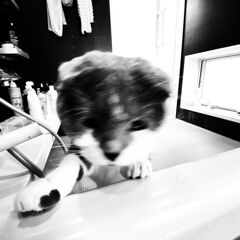風呂場に来た猫