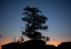 夕暮れの木