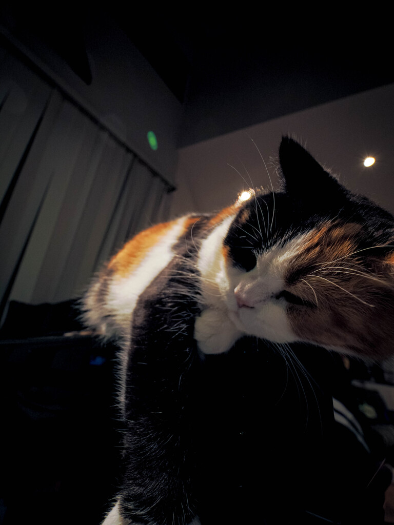 ピアノにもたれかかる猫