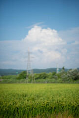 稲穂