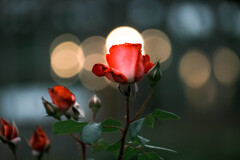 薔薇