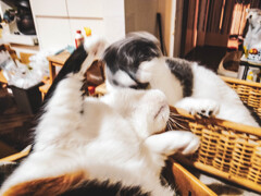 じゃれあう。