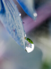 水滴の紫陽花