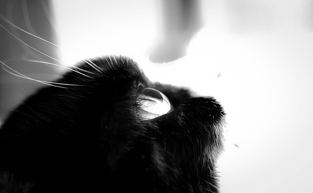 水晶玉でみつめる