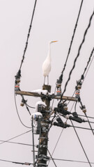 電柱と鷺