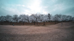 公園の桜