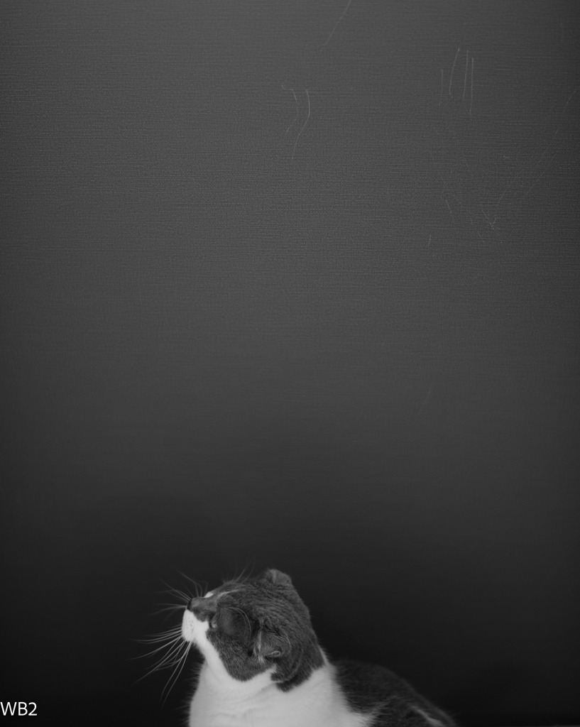 壁　猫。