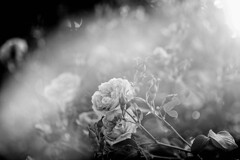 薔薇
