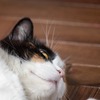 暑さでのびているねこ